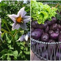 Pieredzes stāsts: violeto kartupeļu audzēšana