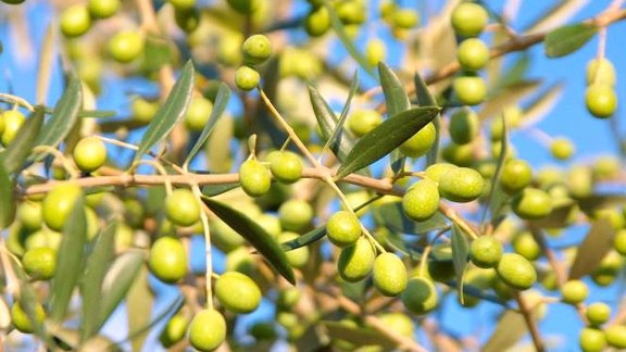 Olives bilde