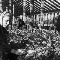 Vēsturiski kadri: kā pirmo pavasara ražu novāca 50. gados