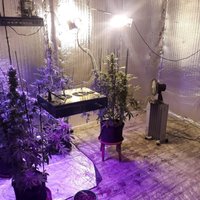 ФОТО. Полиция обнаружила очередную плантацию марихуаны