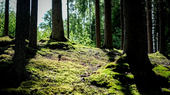 Vilkaču takā Raudas mežā - 30