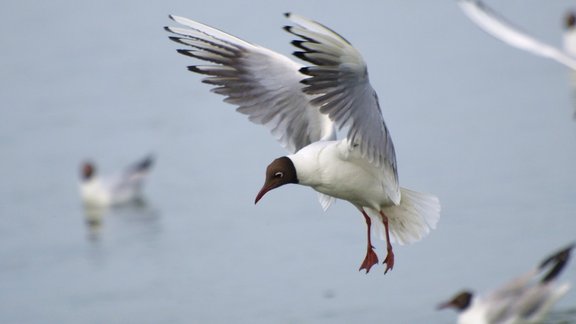 Larus ridibundus lielais ķīris 