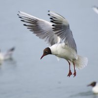PVD aizdomas par augsti patogēnās putnu gripas uzliesmojumu Daugavpils Esplanādes dīķī