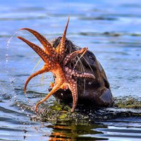 Cīņa uz dzīvību un nāvi: ronis pret astoņkāji