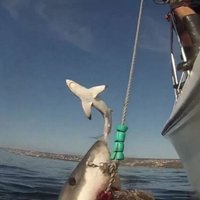 ВИДЕО: Огромная белая летающая акула стала звездой YouTube