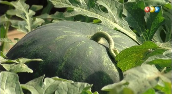 Video: Burtnieku novadā audzē melones un arbūzus