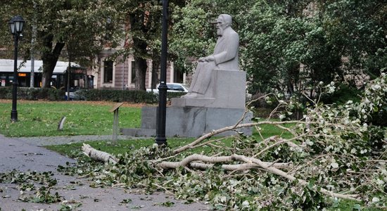 Daudzdzīvokļu mājas pagalmā nokrīt koks – kam pienākas sazāģētais?