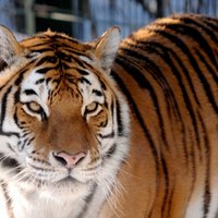 В Рижском зоопарке умер амурский тигр Вася