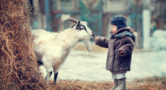 Naksnīgais zoo, tikšanās ar Karlsonu un citas brīvdienu pavadīšanas iespējas