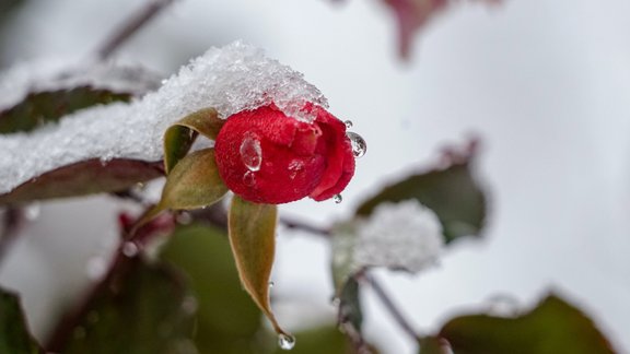 ozes, roze, rozes ziemā, sniegs, rožu ieziemošana