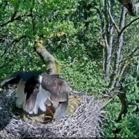 Video: Melno stārķu mamma ar saviem spārniem aizsargā mazuļus no iebrucēja