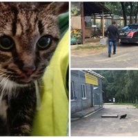 'Neuzskatu, ka rīkojos nepareizi' – vīrietis patversmē 'izmet' kaķi, darbinieki pārsteigti
