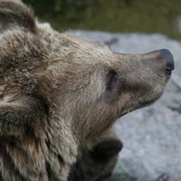 В цирке Бишкека медведь задрал двух человек