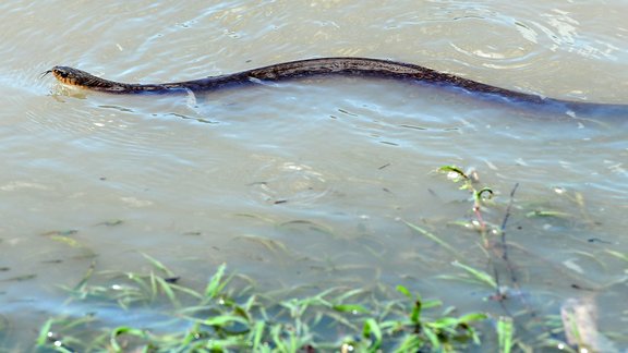 Brown Snake 