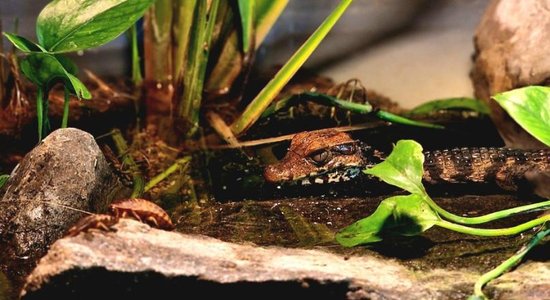 Посетители зоопарка на Сааремаа убили крокодильчика на празднике в его честь