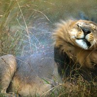 Foto: Lauva krata galvu kā šampūna reklāmā