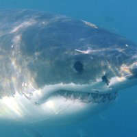 Austrālijā haizivs pārkož uz pusēm sērfotāju