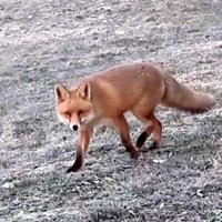 ВИДЕО: Жителей Бауски удивила разгуливающая по городу лиса