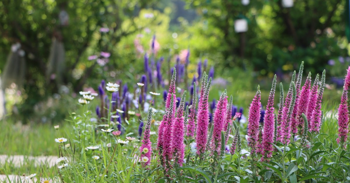Vasaras augi dārzā, kam nekaitē sausums