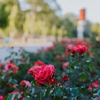 Foto: Ķemeros krāšņi zied rozes sārtā, baltā un oranžā krāsu gammā