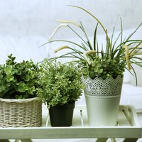 Комнатные растения и как правильно размещать их в доме? Часть 1. Гостиная