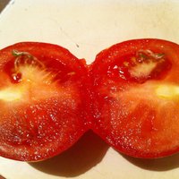 ФОТО: Рассада голландских помидоров с "червячками" никому не нужна?