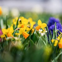 Maijā notiks pirmais Pavasara ziedu festivāls Lietuvas Pakrojas muižā