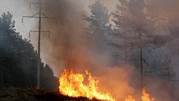 Meža ugunsgrēks. Foto: AFI