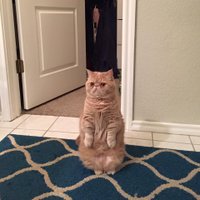 Pakaļkāju Džordžs – ziņkārīgais kaķis, kas sēž kā surikats
