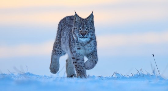 Pētījums: katrs piektais uzskata, ka savvaļas lūsi un lāci var izaudzināt par mājdzīvnieku