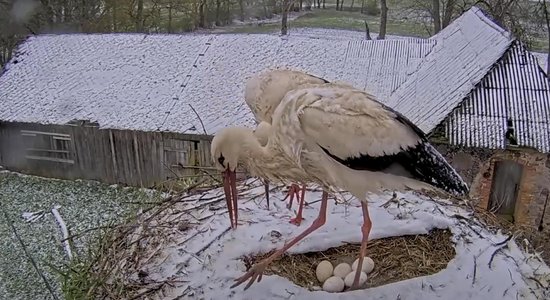 Video: Spītējot sniegam, baltie stārķi perē piecas olas