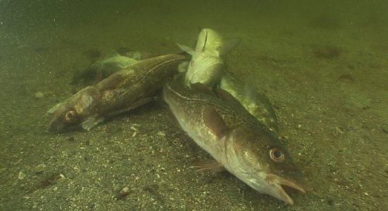 Baltijas jūrā 'pazudušas' lielās mencas; zvejnieki izmisumā