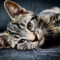 Кошачье здоровье: о чем должен знать каждый хозяин
