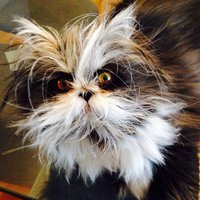 Interneta zvaigzne – slims kaķis ar bargām acīm