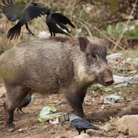 Под Сигулдой распространяется чума свиней: за неделю — еще 13 случаев