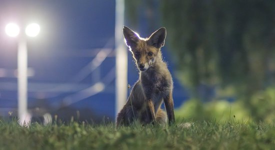 Foto: Lapsa kūmiņš laiskojas naksnīgajā Rīgā