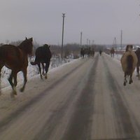 Средь бела дня в центр Саласпилса скакал табун лошадей (видео очевидца)
