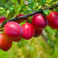 Augļu koku potēšana: vai uz ābeles var uzpotēt bumbieri vai plūmi