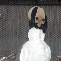 ВИДЕО: А панда против снеговика!