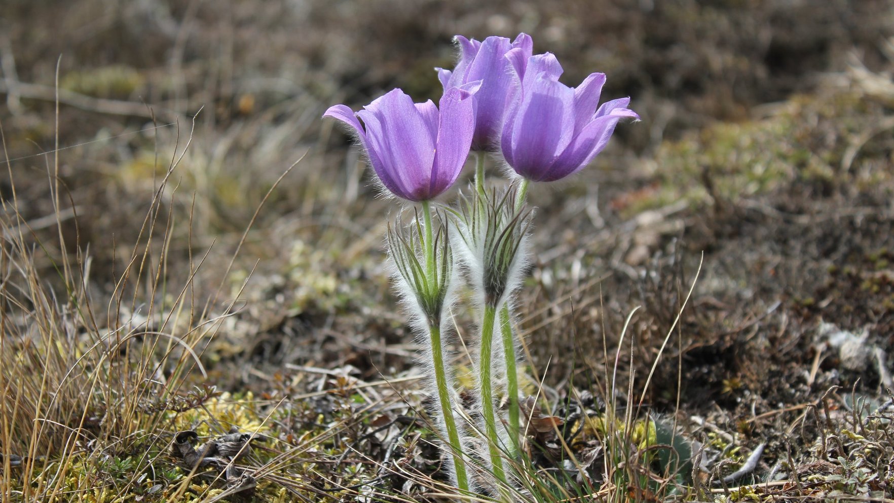 Palīdzēt meža silpurenei ziedēt. Kāpēc retos biotopus nepieciešams apsaimniekot?