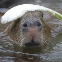 Foto: Kapibaru spa – cīnoties ar aukstumu, zvēriņiem zoodārzos piedāvā karstas vannas