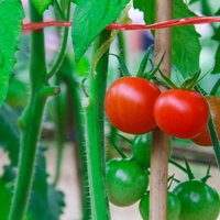 Kā audzēt dārzeņus, lai tajos nebūtu nitrātu