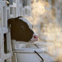 Фермерам грозит массовая ликвидация крупного рогатого скота