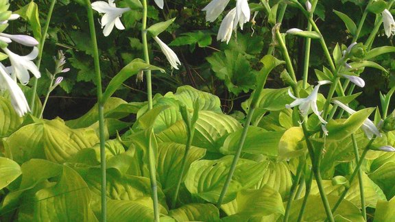 hostas, hosta, šķirne 'Fried Bananas' Foto: Zemnieku saimniecība "Bērziņi"