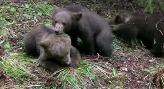 Kā rīkoties, sastopot dzīvnieku mazuļus dabā