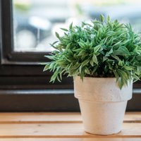 Азбука садовода: Влажность воздуха для комнатных растений