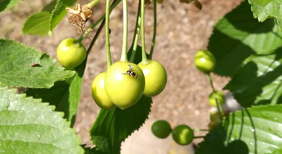 Ķirši un aprikozes jūnijā – kam pievērst uzmanību