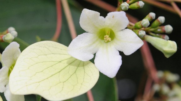 flowering plant