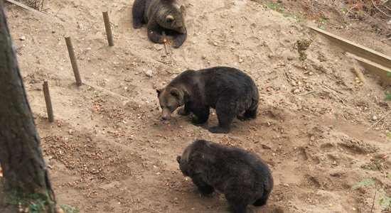 Advokāts Vārpiņš Līgatnes lāčus piedāvā pārvest uz Baltkrieviju