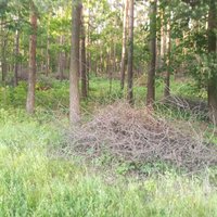 Lasītājs sūkstās par zaru kaudzēm sacūkotu mežu Rīgā